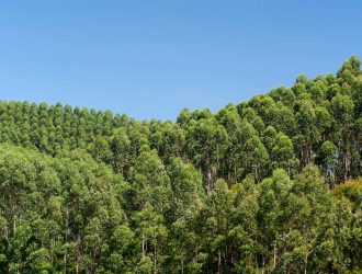 Bracell lança canais de comunicação do Programa de Parceria Florestal