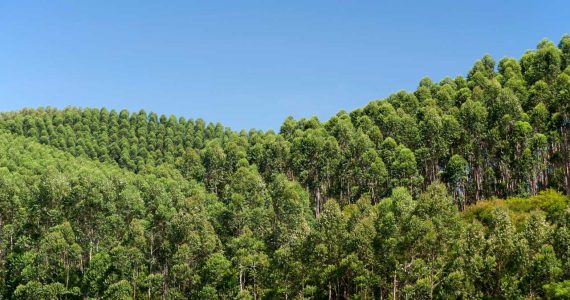 Bracell lança canais de comunicação do Programa de Parceria Florestal