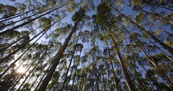 Florestas plantadas: as melhores amigas do meio ambiente