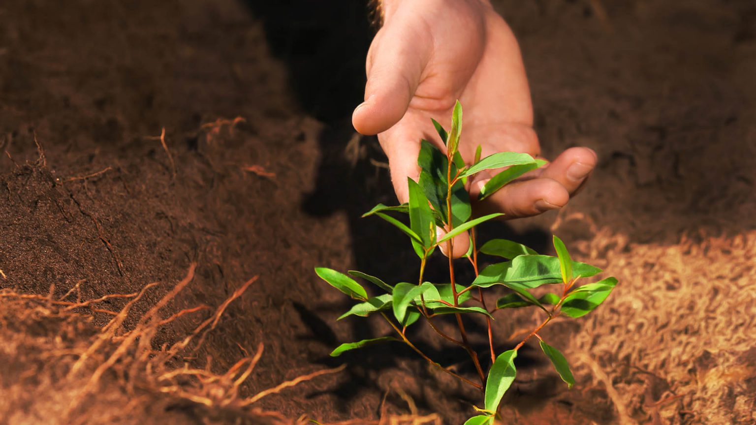 Bracell bets on sustainable forest management to preserve the soil