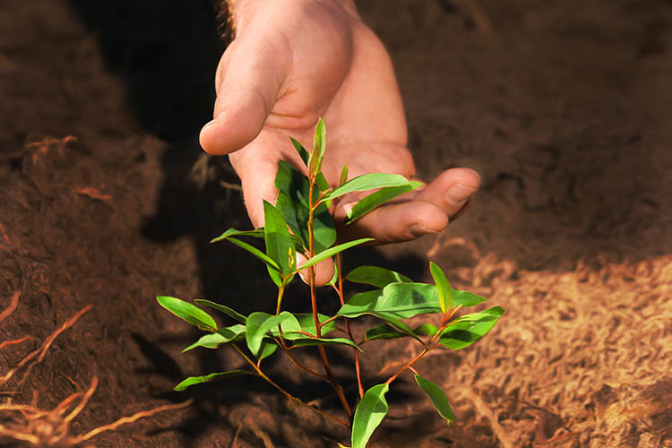 Hand touches an eucalyptus seedling in a bracell forest area / Photo: Bracell Collection