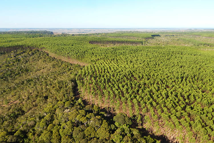 Planting in checkerboard between eucalyptus trees and native vegetation