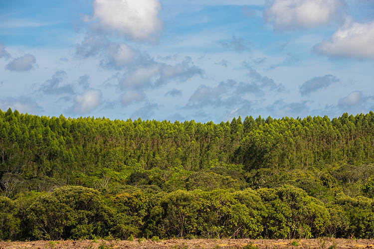 Floresta plantada de eucalipto encontra mata nativa nas áreas da Bracell