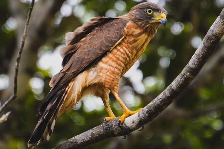 Gavião-miúdo (Accipiter striatus) nas áreas de preservação ambiental da Bracell