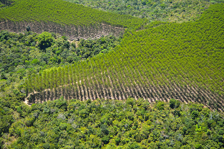 Vista aérea de um mosaico florestal nas áreas da Bracell na Bahia