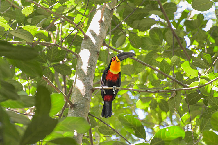Tucano do bico preto / Acervo Bracell
