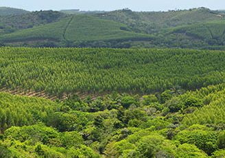 Árvores e a evolução da vida