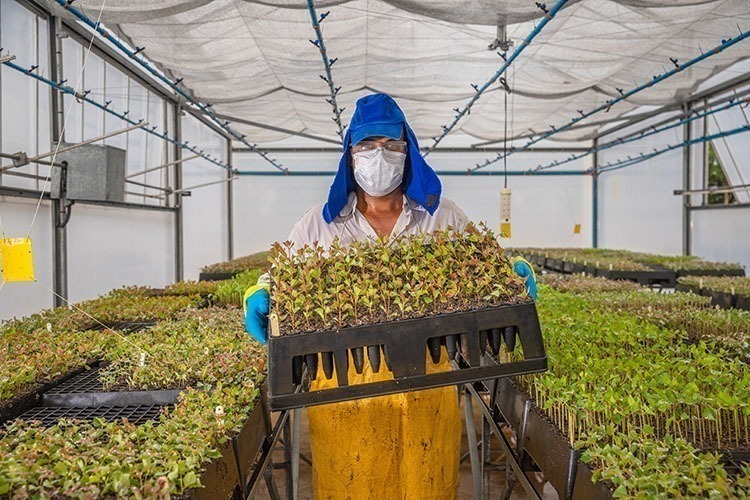 A foto mostra um colaborador da Bracell com camisa bege e boné azul segurando uma caixa de mudas no viveiro que bateu recorde de produção