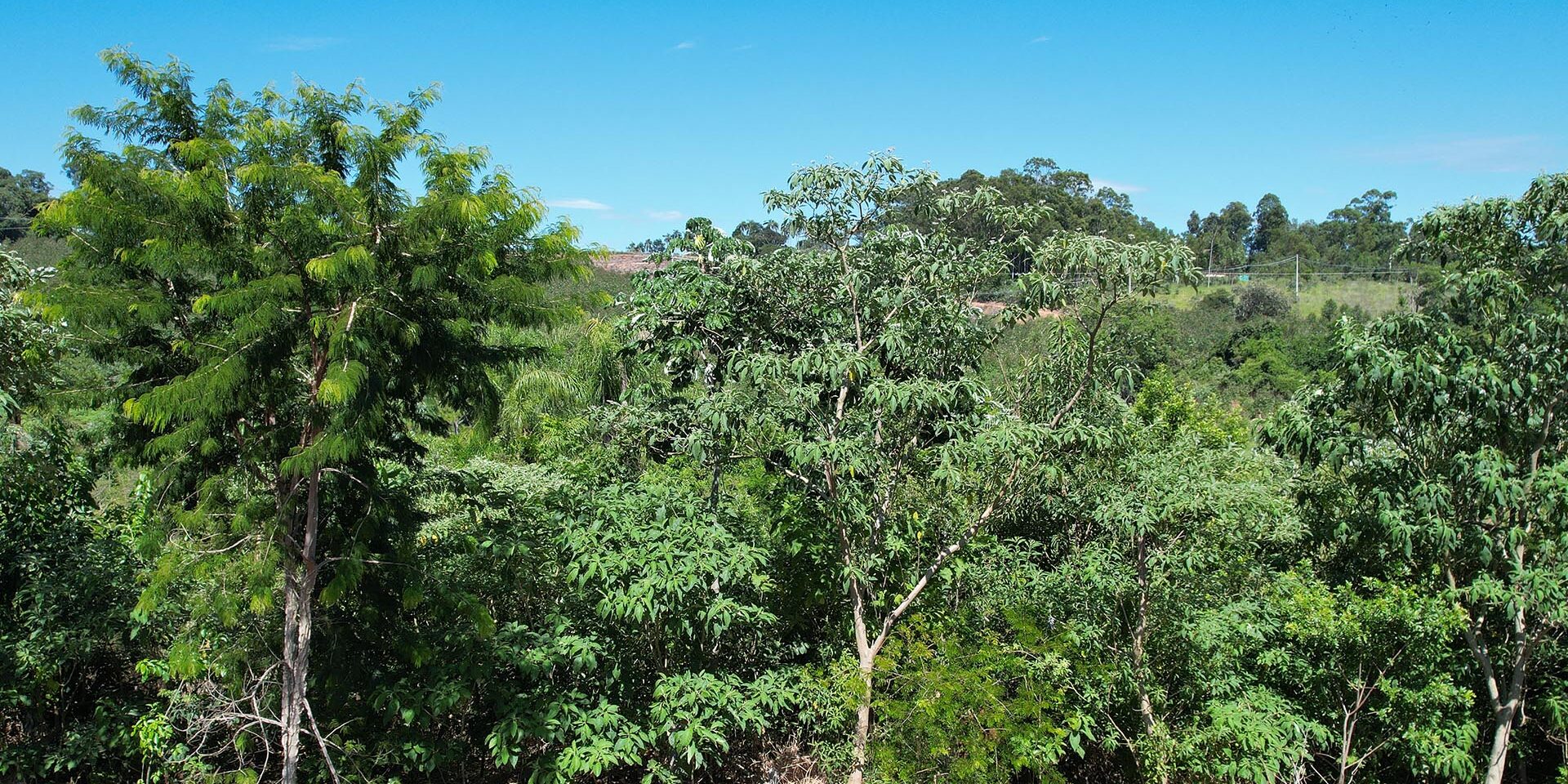 área de reflorestamento SOS Mata Atlântica Bracell