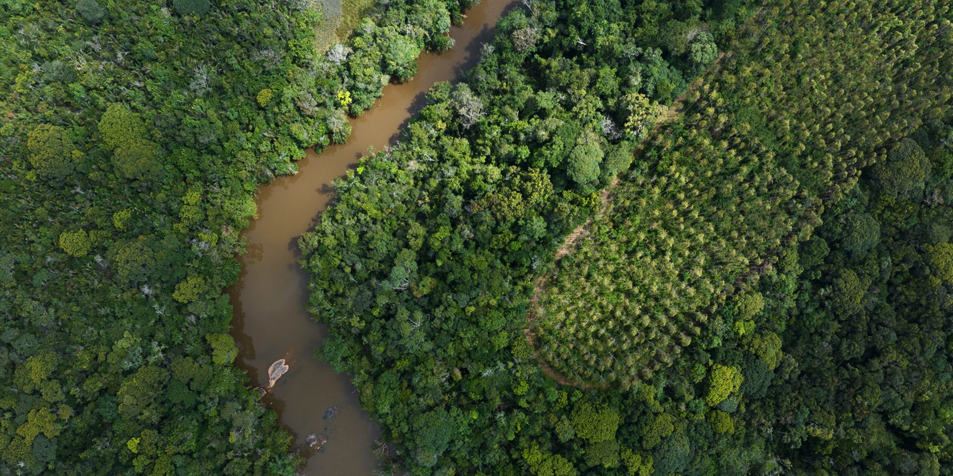 floresta nativa eucalipto água