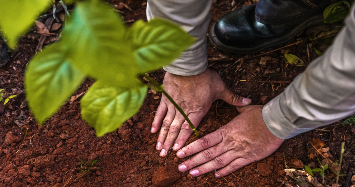 Hand planting a young tree seedling in soil, symbolizing reforestation, sustainability, and Bracell’s commitment to native forest conservation and climate-positive pulp production.