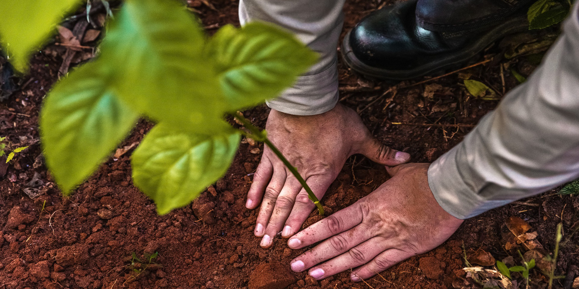 Hand planting a young tree seedling in soil, symbolizing reforestation, sustainability, and Bracell’s commitment to native forest conservation and climate-positive pulp production.