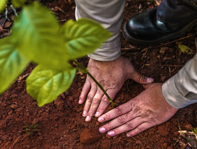 Hand planting a young tree seedling in soil, symbolizing reforestation, sustainability, and Bracell’s commitment to native forest conservation and climate-positive pulp production.