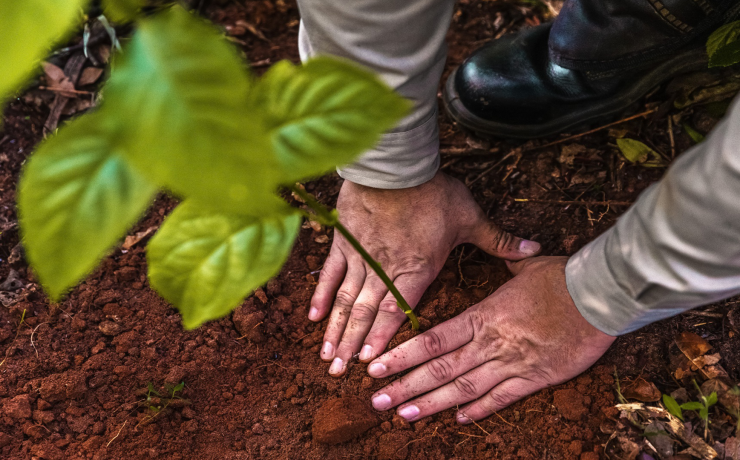 Hand planting a young tree seedling in soil, symbolizing reforestation, sustainability, and Bracell’s commitment to native forest conservation and climate-positive pulp production.