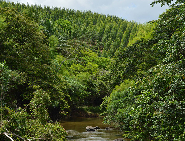 floresta nativa eucalipto água