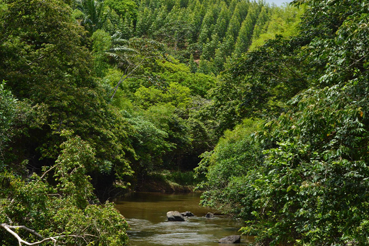 floresta nativa eucalipto água