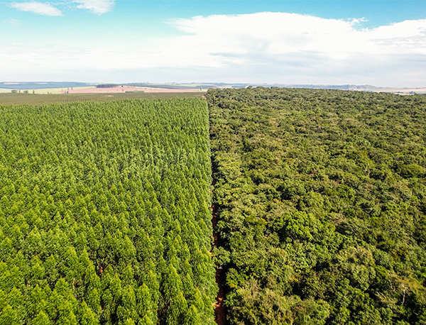 Bracell wins 2025 Amcham Eco Award