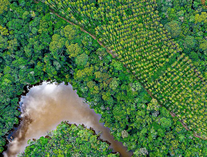 Vista aérea de área de preservação ambiental com lago de água barrenta cercado por vegetação densa e plantação organizada ao redor.