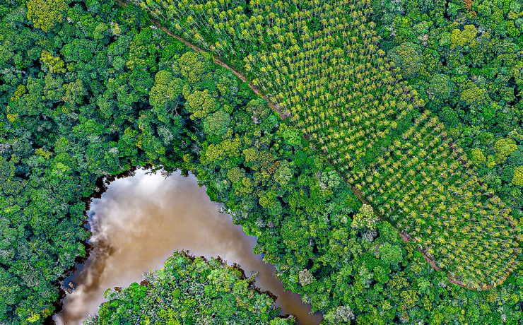 Vista aérea de área de preservação ambiental com lago de água barrenta cercado por vegetação densa e plantação organizada ao redor.