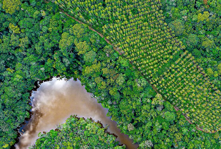 Vista aérea de área de preservação ambiental com lago de água barrenta cercado por vegetação densa e plantação organizada ao redor.