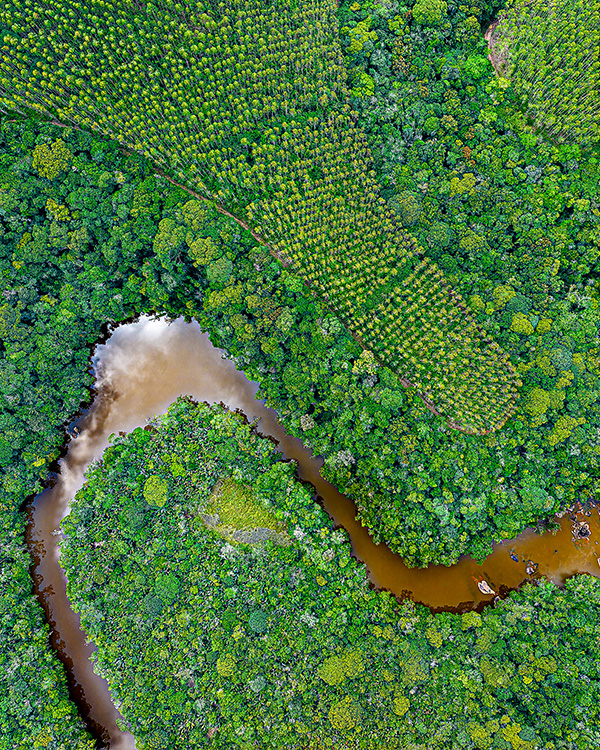 Bracell - Preservação Ambiental