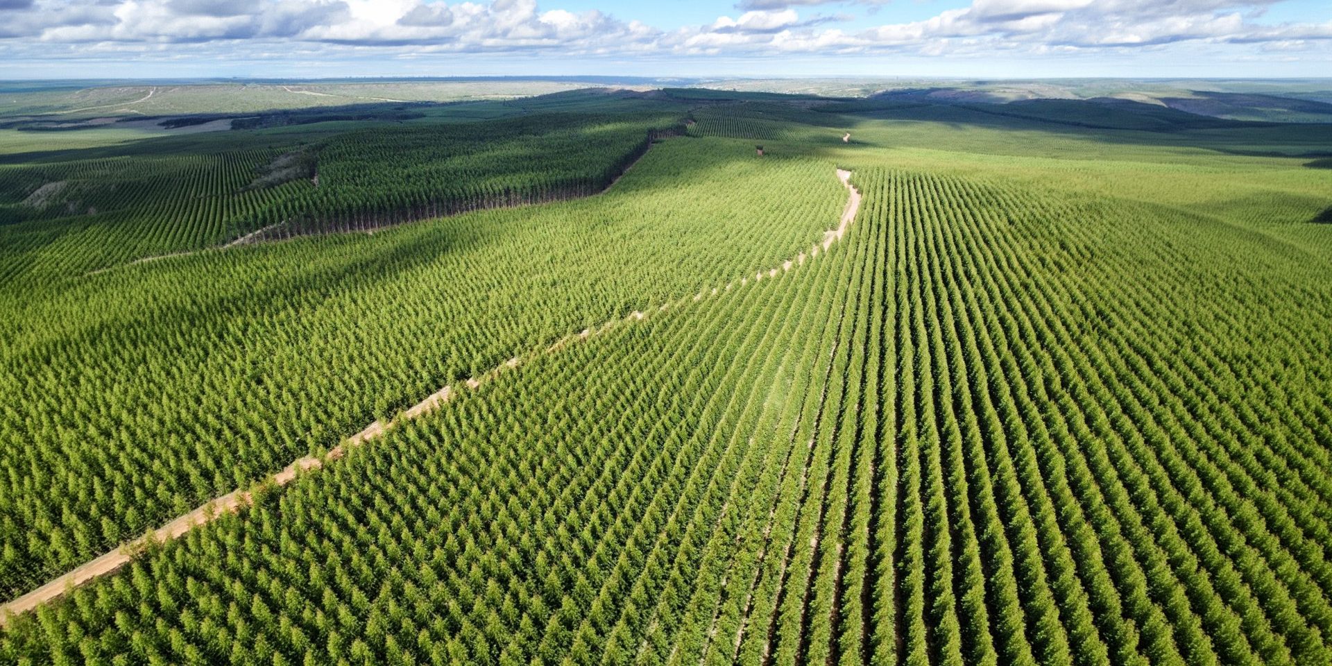 plantio de eucaliptos silvicultura de precisão Bracell