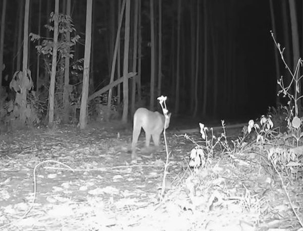 avistamento onças-pardas