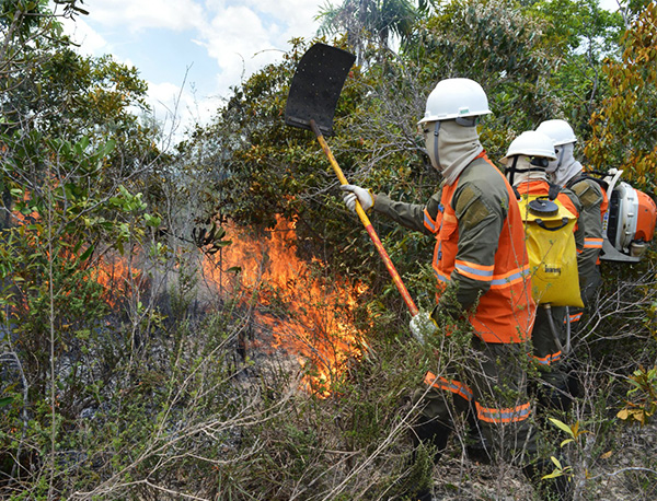 prevenção de incêndios florestais Bracell
