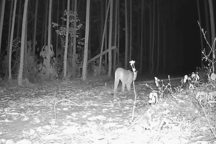 avistamento onças-pardas