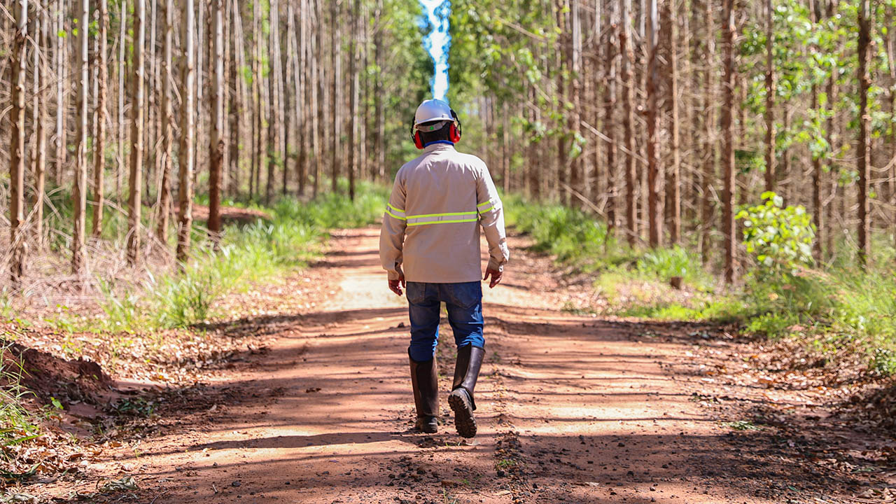 PEFC Manejo Florestal Bracell