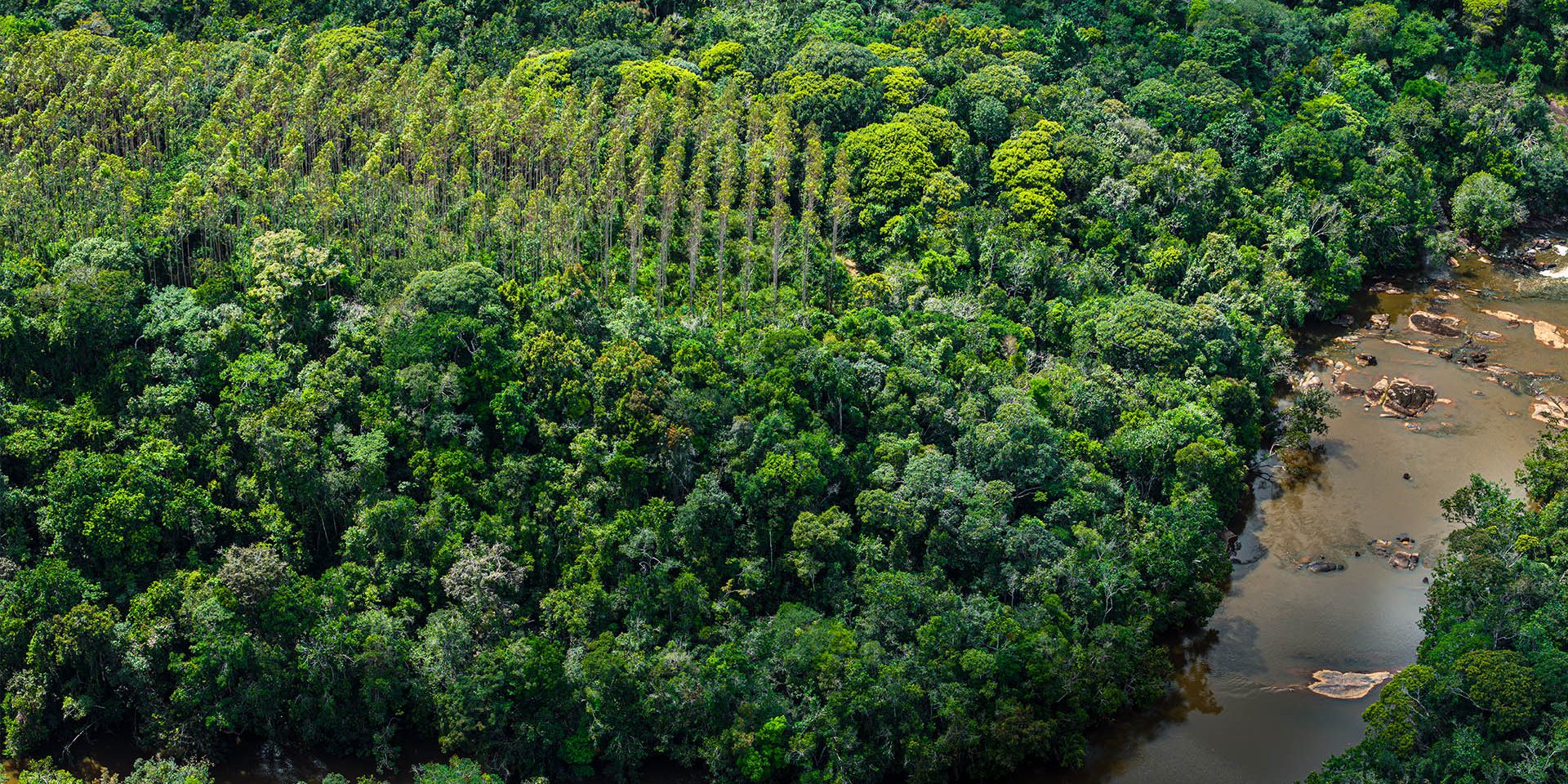 Bracell supera metas de conservação da biodiversidade