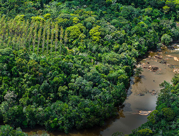 Bracell supera metas de conservação da biodiversidade