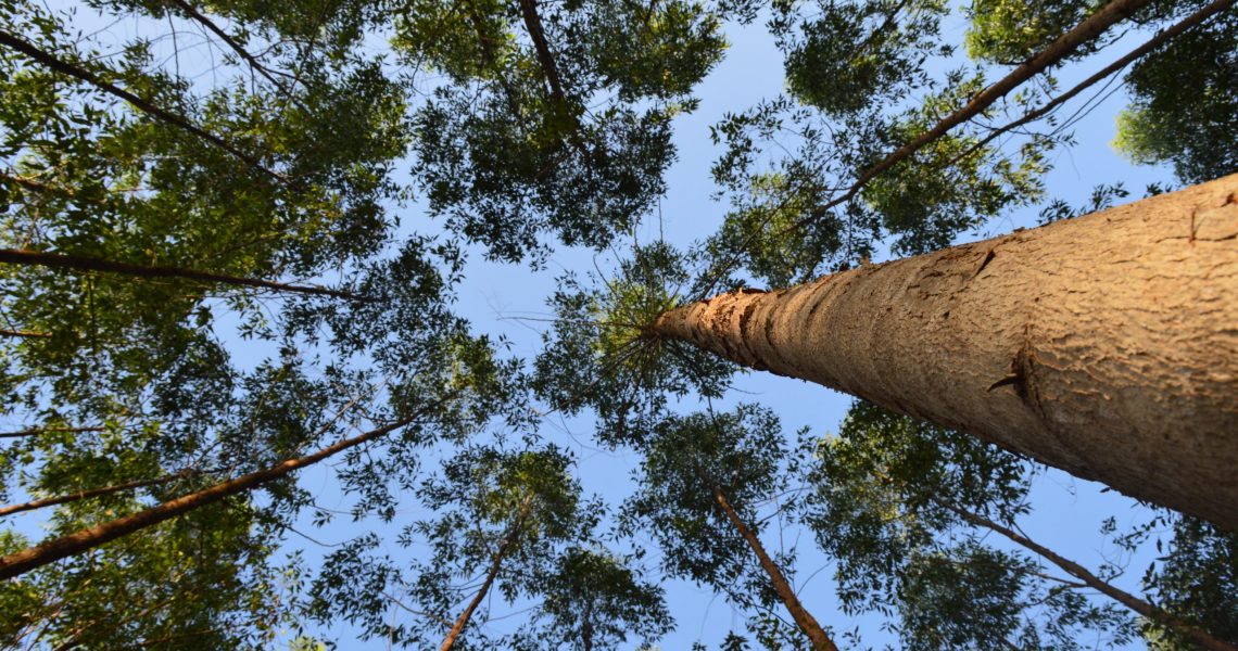 Eucalyptus trees seen from below forming a canopy against a blue sky in a planted forest.