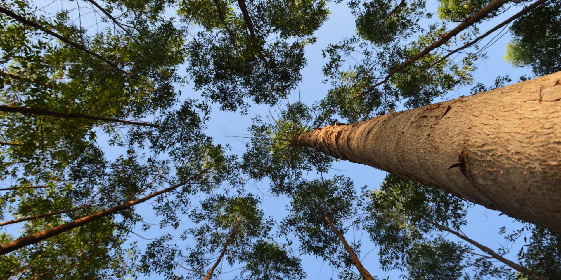 Eucalyptus trees seen from below forming a canopy against a blue sky in a planted forest.