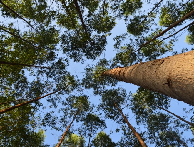 Eucalyptus trees seen from below forming a canopy against a blue sky in a planted forest.