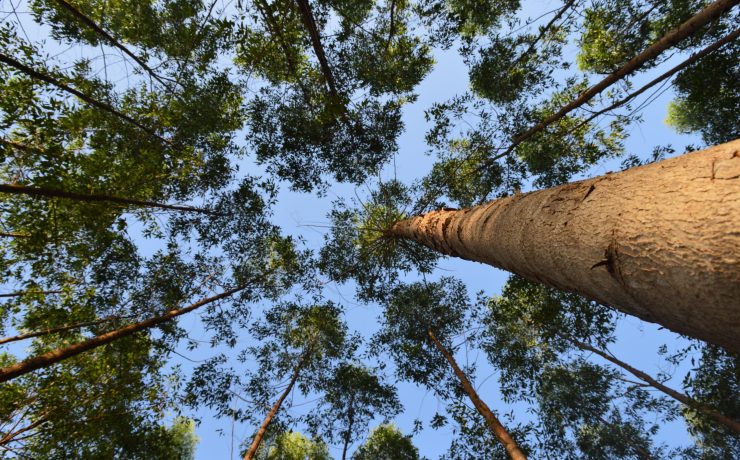Eucalyptus trees seen from below forming a canopy against a blue sky in a planted forest.