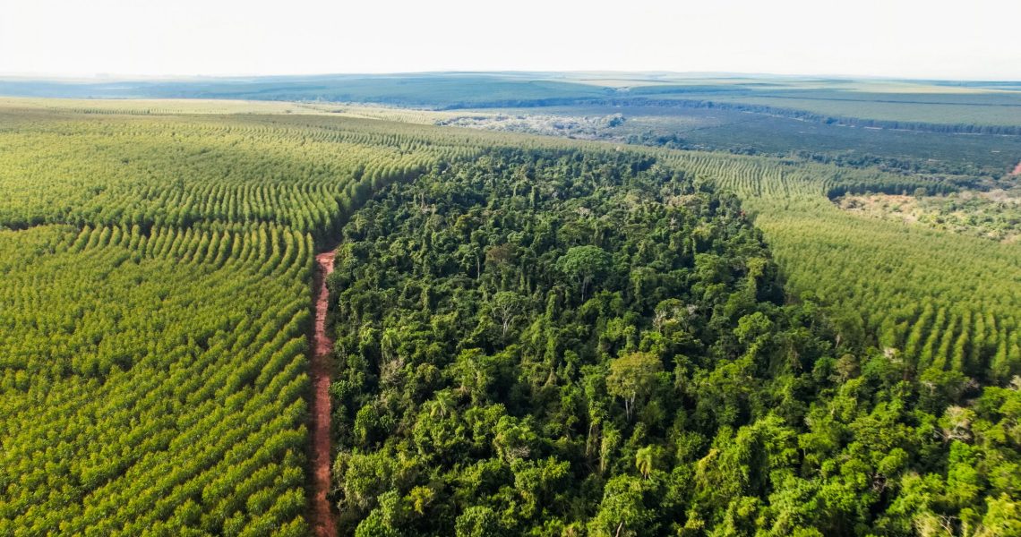 Aerial view of eucalyptus plantation alongside preserved native forest, forming a sustainable landscape mosaic.
