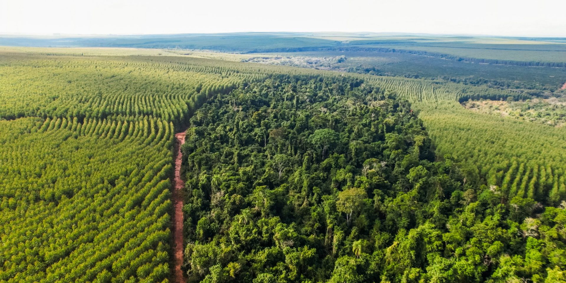 Aerial view of eucalyptus plantation alongside preserved native forest, forming a sustainable landscape mosaic.