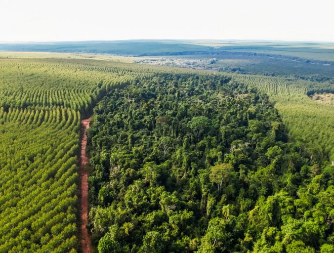 Aerial view of eucalyptus plantation alongside preserved native forest, forming a sustainable landscape mosaic.