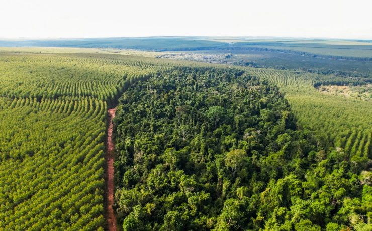 Aerial view of eucalyptus plantation alongside preserved native forest, forming a sustainable landscape mosaic.