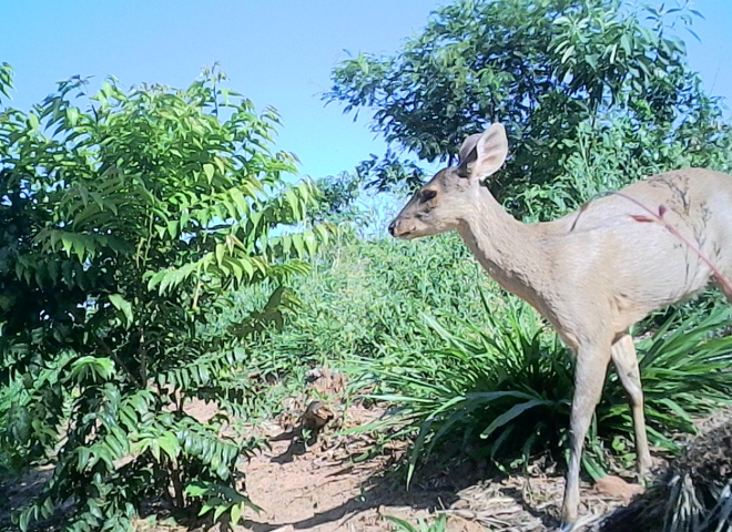 Veado-catingueiro em área de vegetação nativa durante monitoramento de biodiversidade em corredor ecológico apoiado pela Bracell.