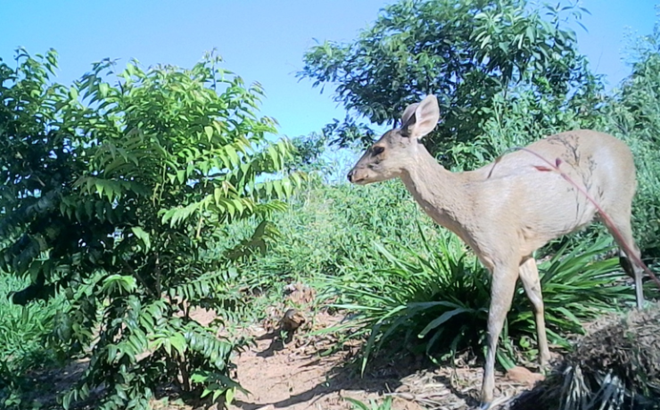 Veado-catingueiro em área de vegetação nativa durante monitoramento de biodiversidade em corredor ecológico apoiado pela Bracell.