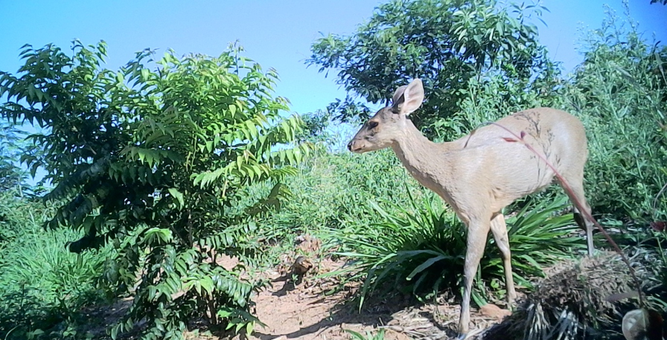 Veado-catingueiro em área de vegetação nativa durante monitoramento de biodiversidade em corredor ecológico apoiado pela Bracell.